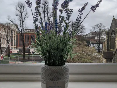 Lavender on a practice windowsill looking out over Kingston town centre